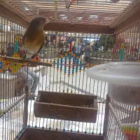 انواع سهره قناری چهار گل قفس چوبی وغیر، تماس