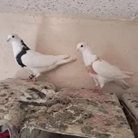 کفتر