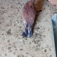 کبوتر کلی جفت