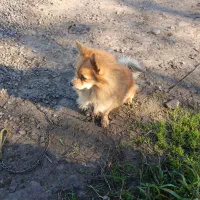 پامرین نر|سگ|آستانه اشرفیه, |دیوار