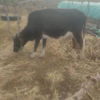 دوعدد گاو ماده دومی اوثت