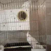 عروس هلندی|پرنده|سمنان, |دیوار