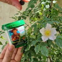 گل هات جون ندارن تغذیه شون رو جدی بگیر