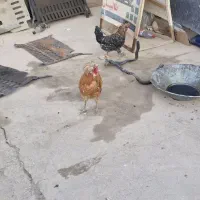 خروس پولند|حیوانات مزرعه|برخوار, |دیوار