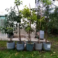 نهال پرتقال خونی|خدمات باغبانی و درختکاری|خرم‌آباد (تنکابن), |دیوار