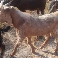 چپش چاق سرحال.|حیوانات مزرعه|جیرفت, |دیوار