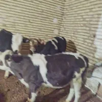 گوسالهای سمینتال ماده|حیوانات مزرعه|کرانی, |دیوار