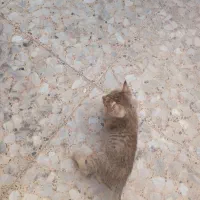 بچه گربه