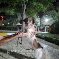 سگ دو عدد