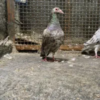 سار شکلاتی نر عتیغه عتیغه برار نیس نگرد