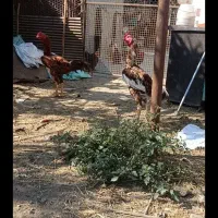 ۳تا خروس لاری اصیل