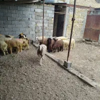 دام زنده گوسفند