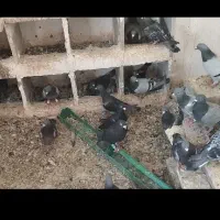 پلاکی