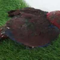 طوطی اکلکتوس|پرنده|کرج, عظیمیه|دیوار