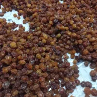 آلو خورشتی طبیعی|عمده‌فروشی|سرپل ذهاب, |دیوار