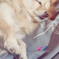 سگ پامر روباهی|سگ|تهران, شهرک زینبیه|دیوار