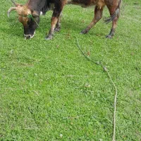 گاو گیل دورگ ورزا خورده