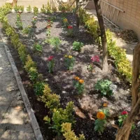 هرس وکلیه کارهای باغبانی|خدمات باغبانی و درختکاری|بندر انزلی, دهکده ساحلی|دیوار