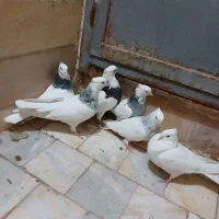 ۶عدد طوقی از نسل سرور