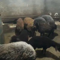 گوسفند