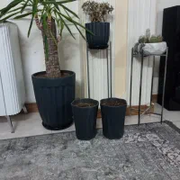 گلدان بزرگ با گل ۳تا گلدان و پایه و پایه استیل