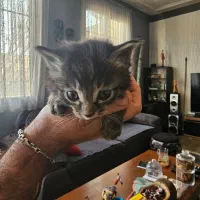 بچه گربه رایگانه رایگان|گربه|بشاریات, |دیوار