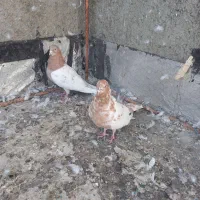 فروش پرنده|پرنده|کبودرآهنگ, |دیوار