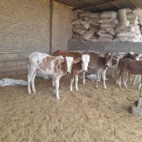 گاو ی گوساله نر در شادگان|حیوانات مزرعه|شادگان, |دیوار