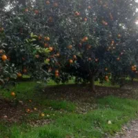 زمین دنج در نشتارود (بافت شهری)