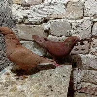 یک چخ کفتر شیروان