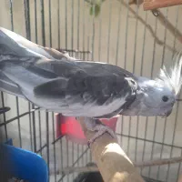 فروش عروس هلندی نر یا معاوضه با مرغ عشق