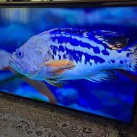 تلوزیون 50 اسمارت 4k sam قیمت کف