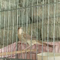 سهره هایه کهنه بخون