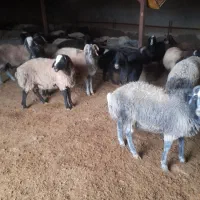 بره نر چاق|حیوانات مزرعه|بوئین زهرا, |دیوار