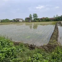 زمین کشاورزی بیجار