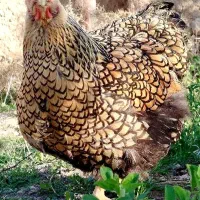 تخم نطفه دار مرغ زینتی ویاندوت و برهما بلک متلد