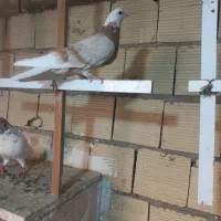 کبوتر شازده زرد شازده سرور شازده سرخ