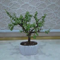 بونسای خرفه ای