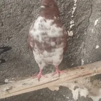 کبوتر گرگی زوردار|پرنده|هرسین, |دیوار