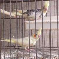 عروس هلندی|پرنده|لنگرود, |دیوار