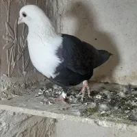 سرسفید ماده