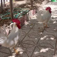 خروس فروشی