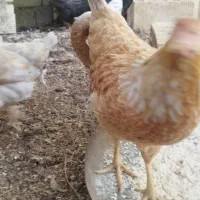 مرغ محلی|حیوانات مزرعه|حور, |دیوار