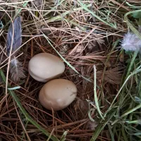 تخم مرغ کوشین ومرغ تزینی ومرغ شاخ دار.