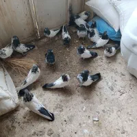 کبوتر|پرنده|کبودرآهنگ, |دیوار