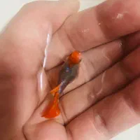 گوپی‌ کوی بالن سرقرمزوسرسفید