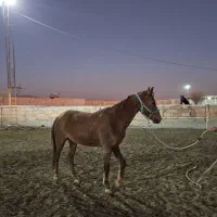 اسب|اسب و تجهیزات اسب‌سواری|سبزوار, قصبه غربی|دیوار