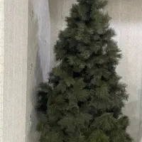 درخت کاج تزئینی