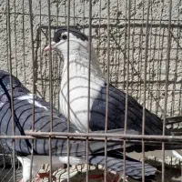 هر مدل کبوتر رنگی و سبزو مگس آلمانی