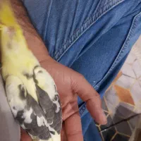 جوجه عروس هلندی خاص|پرنده|اهواز, کیانشهر|دیوار